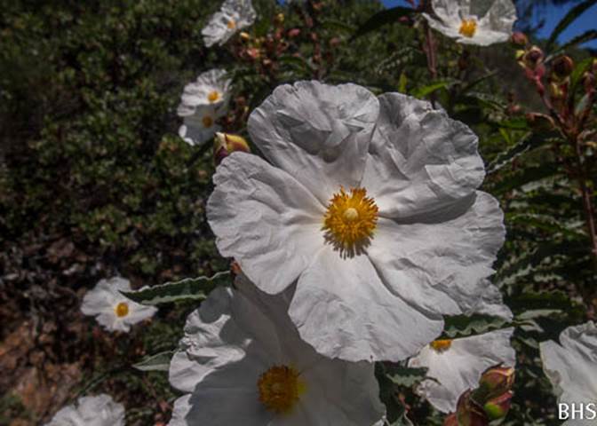 Rock Rose-7-Cistus sp.-Apr 21 2012 Mt Tam-2