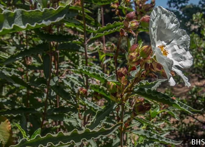 Rock Rose-8-Cistus sp.-Apr 21 2012 Mt Tam