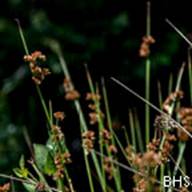 Bog Rush-3--2012-07-05 Mt Tam