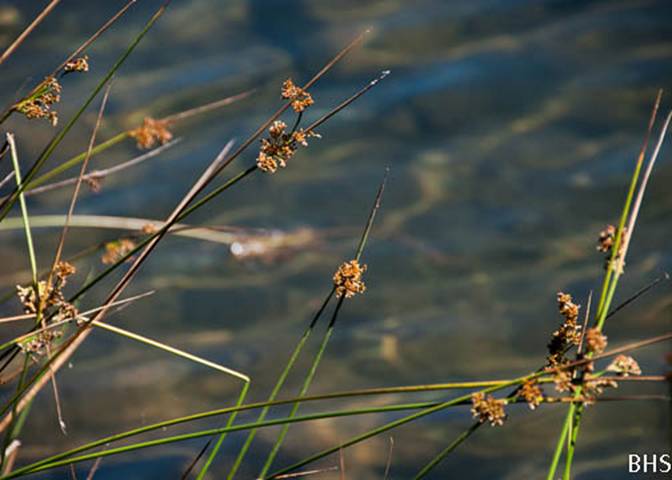 Pacific Bog Rush--2012-06-27 Mt Tam-2