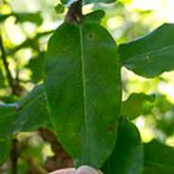 Silk Tassel Tree-8-Garrya congdonii-Feb 23 2012