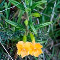 Sticky Monkey Flower-2 Flower Thumb - South Mt Tam - Feb 23 2012.jpg