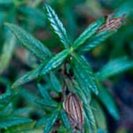 Sticky Monkey Flower Leaves Flower Thumb