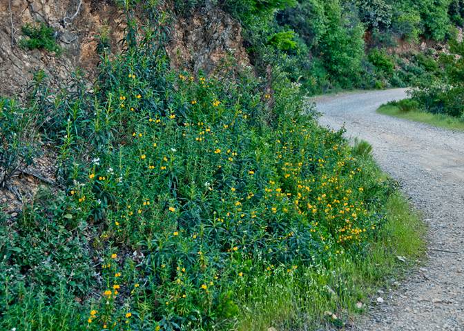 Sticky Monkey Flowers South Mt. Tam scene May 07, 2012