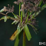 Tall Cyperus Sedge-Cyperus eragrostis'-2012-01-11 South Mt Tam