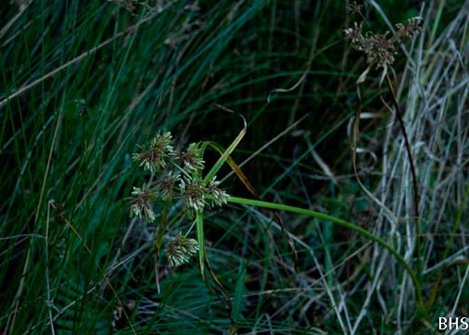 Tall Cyperus Sedge 2-Cyperus eragrostis'-2012-01-11 South Mt Tam-3