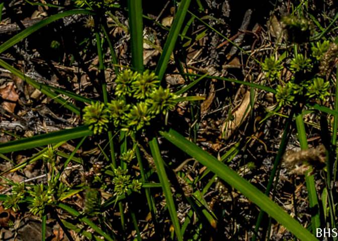 Tall Flatsedge-2-Cyperus eragrostis'-2012-06-09 North Mt Tam