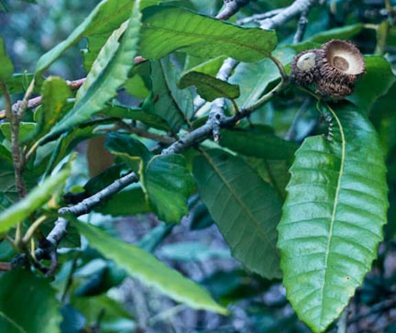 Tanbark Oak Full Web -South Mt Tam - Feb 23 2012.jpg