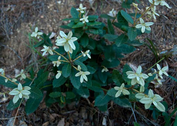 Tanbark Oak-Notholithocarpus densiflorus -May 7 2012-2