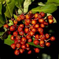 Toyon Seed Thumb - North of Mt Tam - Nov 29 2011
