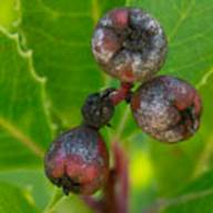 Toyon-2 Seed Thumb - North of Mt Tam - Feb 5 2012