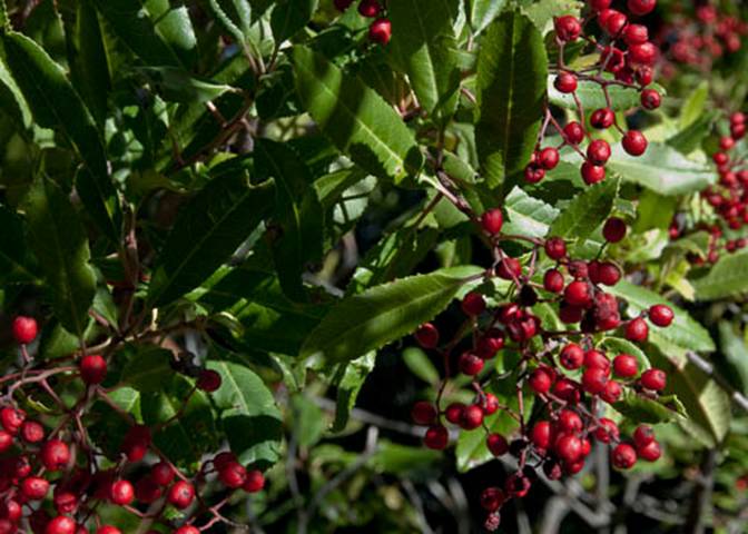 Toyon-412-Heteromeles arbutifolia-2011-02-09