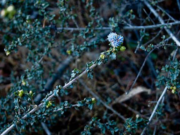 Ceanothus-2 Full Web