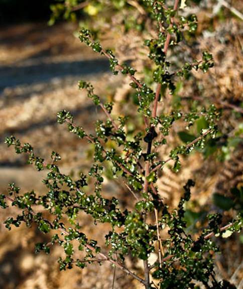 Ceanothus Full Web