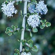 Wedgeleaf Ceanothus Flower Thumb - South Mt Tam - Feb 12 2012.jpg