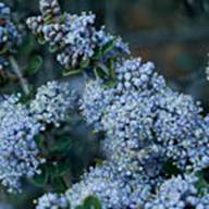 Wedgeleaf Ceanothus Pale Blue Flowers Flower Thumb - South Mt Tam - Feb 23 2012.jpg