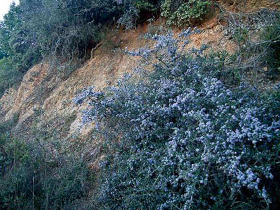 Wedgeleaf Ceanothus-3 Full Web - South Mt Tam - Feb 12 2012.jpg