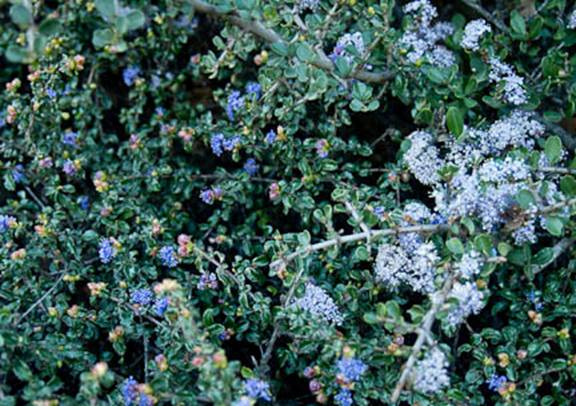 Wavyleat and Wedgeleaf Ceanothus Full Web - South Mt Tam - Feb 23 2012.jpg