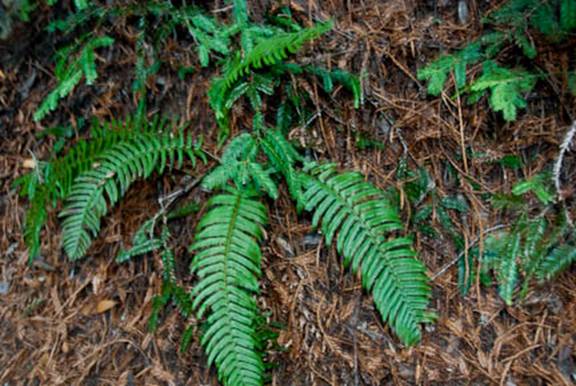 Sword Fern Full Web