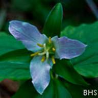 Western Trillium-Trillium ovatum-Feb 23 2012