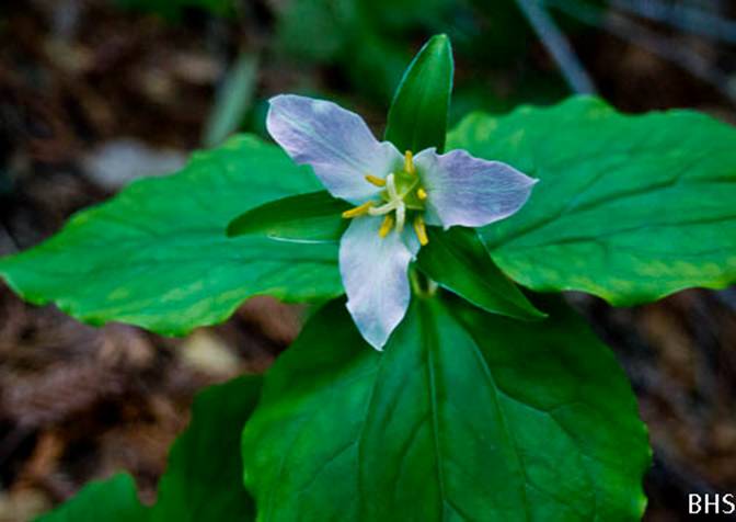 Western Trillium-Trillium ovatum-Feb 23 2012-3