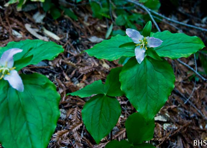 Western Trillium-3-Trillium ovatum-Feb 23 2012-2