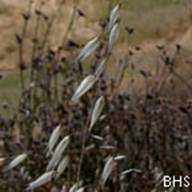 Wild Oats--2012-06-30 Mt Tam