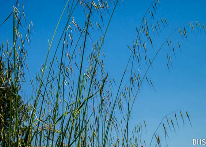 Wild Oats--2012-05-05 Fairfax Bolinas Road-2