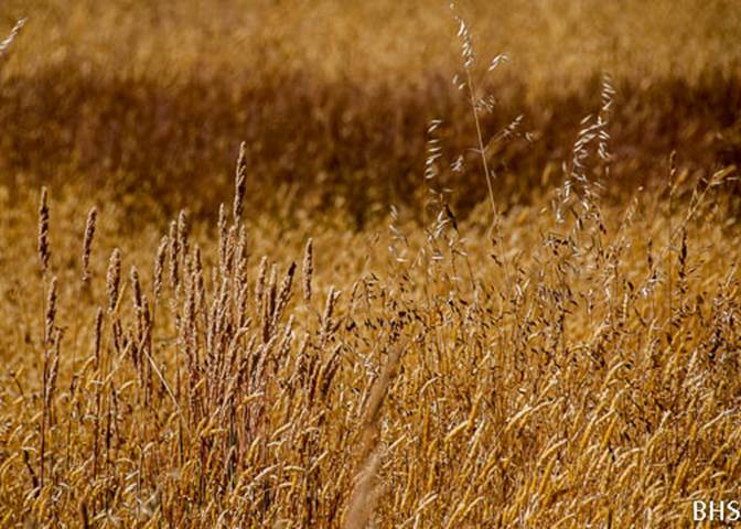 Velvet Grass and Wild Oats--2012-06-27 Mt Tam