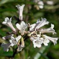 Yerba Santa--May 8 2012 Mt Tam