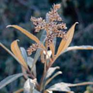 Yerba Santa Seed Thumb