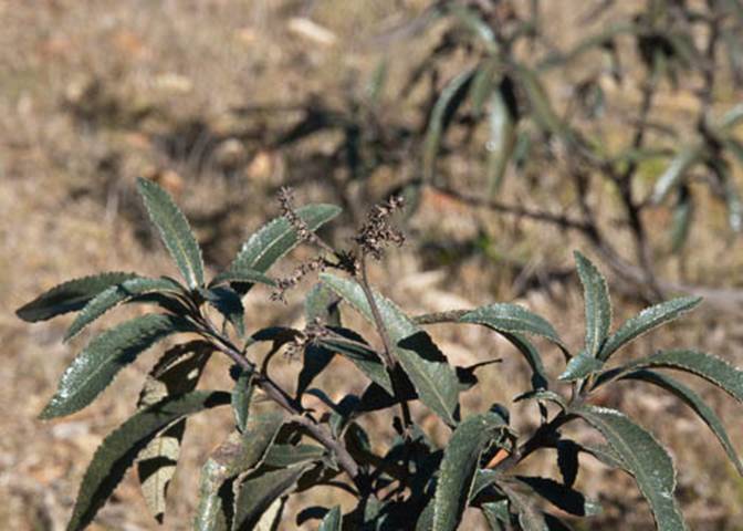 Yerba Santa-363-Eriodictyon californicum-2011-02-09