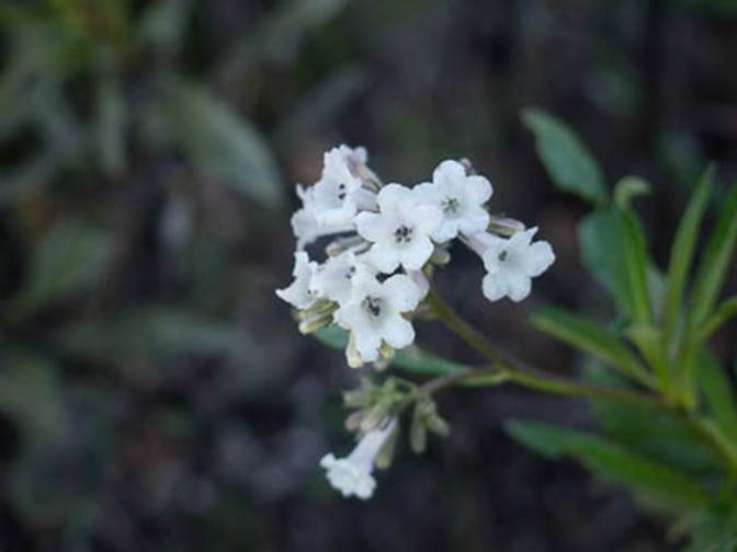 Yerba Santa-3 Full Web - South Mt Tam - Feb 23 2012