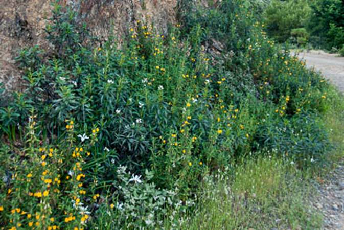 Sticky Monkey Flowers and Yerba Santa and Iris Full Web - South Mt Tam - Feb 23 2012